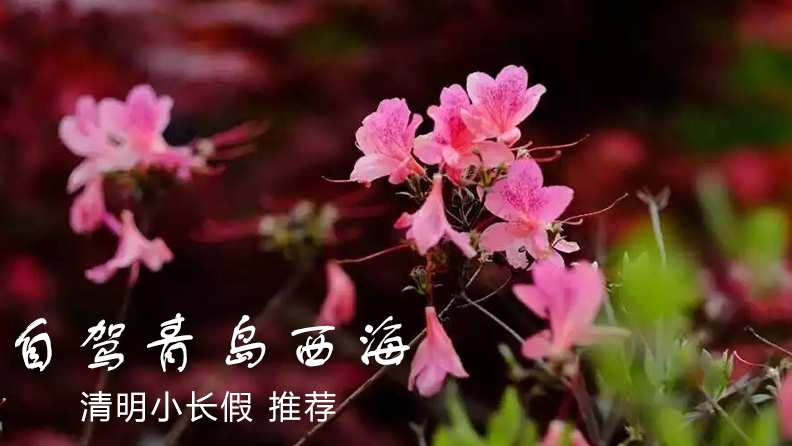 清明節(jié)自駕青島西海岸